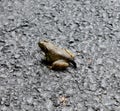 Young frog with tadpole tail