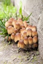 Young fruit bodies of Glistening Inkcap Mushroom Coprinellus micaceus closeup