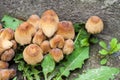 Young fruit bodies of Glistening Inkcap Mushroom Coprinellus micaceus closeup