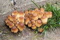 Young fruit bodies of Glistening Inkcap Mushroom Coprinellus micaceus closeup