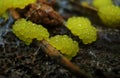 Young fruit bodies of a Physarum slime mold Royalty Free Stock Photo