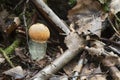 Young fruit body of orange birch bolete, Leccinum versipelle growing among leaves Royalty Free Stock Photo
