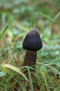 Young fruit body of a pluteus mushroom