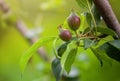 Young fruit after flowering apple hanging on a tree in the garden. Royalty Free Stock Photo