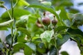 Young fruit after flowering apple hanging on a tree Royalty Free Stock Photo