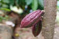 Young fruit of the growing cocoa pod