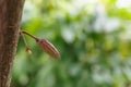 Young fruit of the growing cocoa pod