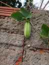 Young fruit of ivy gourd Royalty Free Stock Photo