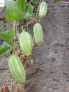 Young fruit of ivy gourd Royalty Free Stock Photo