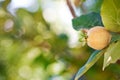 Young fruit on quince tree Royalty Free Stock Photo