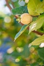 Young fruit on quince tree Royalty Free Stock Photo