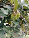 young fruit with a skin texture that resembles green hair