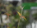 Young fruit tree bud on blurred background in contrast