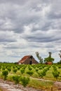 Young fruit trees vibrant green in early spring on farm with old red barns Royalty Free Stock Photo
