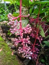 young fruit is very dense hanging on the stem