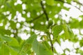 Young fruit of the walnut with green shell on branch with green leaves. Royalty Free Stock Photo