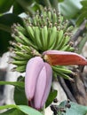 A young fruiting Banana tree Royalty Free Stock Photo