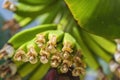 The young fruits of a banana tree