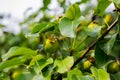 Young fruits of green apples on a tree with bright foliage.