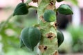 Young fruits of Papaya, Carica papaya, cultivar Coorg Honey Dew,