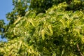 Young fruits of Tilia tree