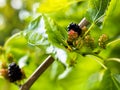 Young fruits of white mulberry Morus alba attached to the branches Royalty Free Stock Photo