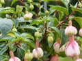 Young fuchsia bloom