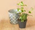 Young fuchsia bush on a brown background