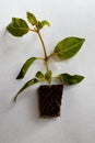 Young Fuchsia and roots as plug plant