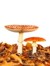 Young and fully grown fly agaric mushroom isolated on white