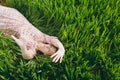 Young fun overjoyed beautiful woman in light patterned dress lying on grass flapping hands resting in sunny weather in Royalty Free Stock Photo