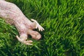 Young fun overjoyed beautiful woman in light patterned dress lying on grass raising hands up resting in sunny weather in Royalty Free Stock Photo