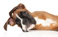 Young, funny Boxer puppy on a white background Royalty Free Stock Photo