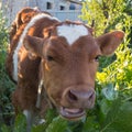 Young funny calf in the grass