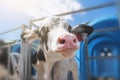 Young funny calf looks at camera on dairy farm, selective focus on pink nose, agriculture and cattle breeding Royalty Free Stock Photo