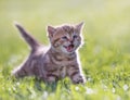 Young funny cat meowing in green grass Royalty Free Stock Photo