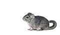 Young funny Chinchilla