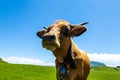 funny cow eating grass in the meadow in Swiss Alps