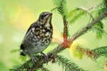 A young, funny, hatched yellow-throated chick, a field thrush, sits on a green spruce branch. Green natural background with sun