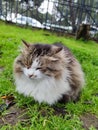 Cat meowing in the green grass Royalty Free Stock Photo