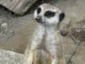 Young, funny meerkat in a zoo Royalty Free Stock Photo