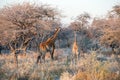 Young funny Namibian giraffe is curiously looking into camera