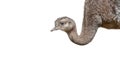 Young and funny Patagonian ostrich Rhea isolated at white background, details, closeup