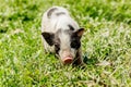 Young funny pig on a spring green grass Royalty Free Stock Photo