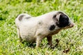 Young funny pig on a spring green grass. Royalty Free Stock Photo