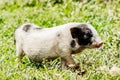 Young funny pig on a spring green grass. Royalty Free Stock Photo