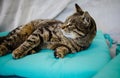 Funny Portrait Arrogant Short-Haired Domestic Tabby Cat Relaxing At Home.