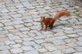 Young squirrel standing on the pavement in the park