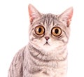 Young funny surprised cat closeup isolated