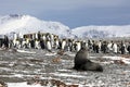 A young fur seal poses in front of a colony of king penguins